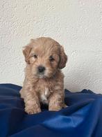 Boompoo > Boomer x Toy-poedel pups, Dieren en Toebehoren, Parvo, 8 tot 15 weken, Meerdere, Meerdere dieren