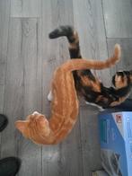 Kater en poes, Dieren en Toebehoren, Katten en Kittens | Overige Katten, Meerdere dieren