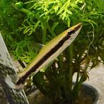 Nannostomus unifasciatus, Dieren en Toebehoren, Vissen | Aquariumvissen, Vis