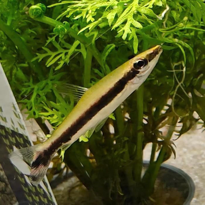 Nannostomus unifasciatus, Dieren en Toebehoren, Vissen | Aquariumvissen, Vis