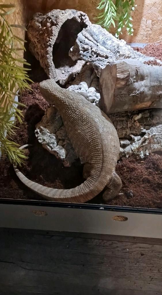 Steppevaraan 3 jaar oud