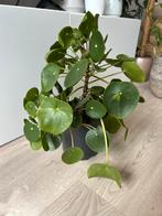Pilea (pannekoekplant), Ophalen, Overige soorten, Minder dan 100 cm