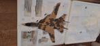 F-14 Tomcat van Hobby Master, Hobby en Vrije tijd, Modelbouw | Vliegtuigen en Helikopters, Overige merken, 1:72 tot 1:144, Ophalen of Verzenden
