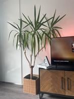 Yucca Elephantypes 175cm 14years old, Ophalen of Verzenden, Overige soorten, Minder dan 100 cm