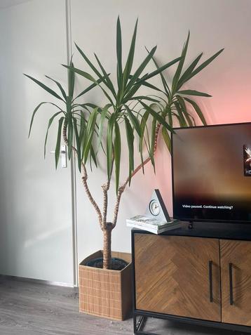 Yucca Elephantypes 175cm 14years old beschikbaar voor biedingen