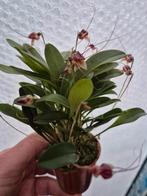 Orchidee Masdevallia Nidifica Rood p7, Huis en Inrichting, Kamerplanten, Ophalen of Verzenden, Minder dan 100 cm