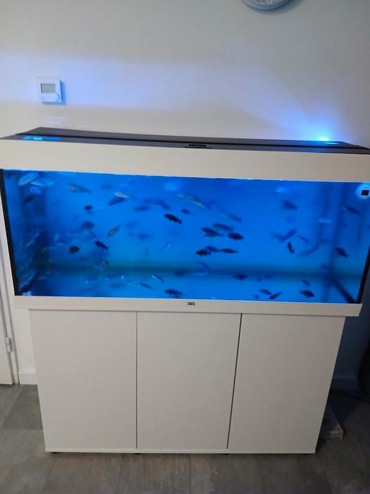 Aquarium 240l + Jbl 1902 Filter & +/- 70 Malawi vissen, Dieren en Toebehoren, Vissen | Aquaria en Toebehoren, Gevuld zoetwateraquarium