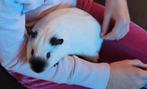 Cavia beren inclusief flat, Dieren en Toebehoren, Knaagdieren, November, Mannelijk, Cavia