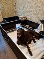 Middelgrote werpkist 100 x140 en 40cm hoog, Dieren en Toebehoren, Ophalen