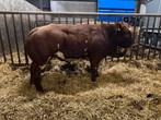Mooie dikbil dek stier te koop, Dieren en Toebehoren, Runderen, Mannelijk