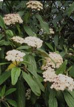 Zaailingen Viburnum rhytidophyllum, Tuin en Terras, Planten | Tuinplanten, Vaste plant, Lente, Overige soorten, Ophalen