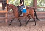 Superbrave makkelijk te rijden 9 jr E pony/klein paard-, Dieren en Toebehoren, Pony's, B, Gechipt, 7 tot 10 jaar, Recreatiepony