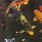 Koi karpers, Dieren en Toebehoren, Vissen | Vijvervissen, Karper of Koi