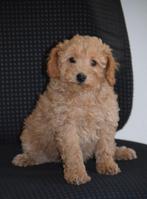 Mooie sociale MALTIPOO Pups met garantie, Parvo, 8 tot 15 weken, Meerdere, Meerdere dieren