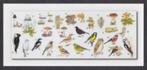 Vogels Paddenstoelen Uil Specht Vink Stinkzwam Elfenbankje., Verzamelen, Ansichtkaarten | Dieren, Ongelopen, Vogel, Ophalen of Verzenden
