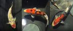 Japanse Koi – 2x Sanke & 1x Showa – Topkwekers! (Meevaller), Dieren en Toebehoren, Vissen | Vijvervissen, Karper of Koi