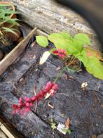 Persicaria amplexicaulis, Ophalen, Bodembedekkers, Volle zon, Vaste plant