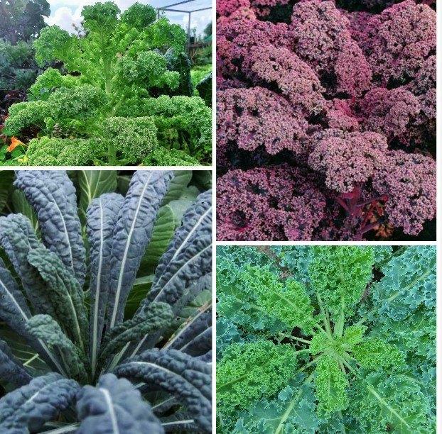 Boerenkool zaden diverse soorten, Tuin en Terras, Bloembollen en Zaden, Zaad, Verzenden