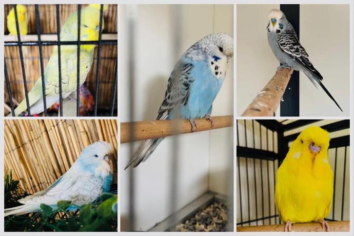 Meerdere Engelse grasparkieten, Dieren en Toebehoren, Vogels | Parkieten en Papegaaien, Parkiet, Meerdere dieren, Geringd