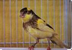 raszuivere Timbrado 2025 mannen -poppen, Dieren en Toebehoren, Meerdere dieren, Geringd