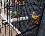 Pyrrhura Mango & Kiwi, Dieren en Toebehoren, Vogels | Parkieten en Papegaaien, Meerdere dieren, Geringd