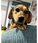 Kruising hond Tazz, reu 2 jr ter adoptie, Dieren en Toebehoren, Honden | Niet-rashonden, Particulier, Reu, 1 tot 2 jaar, Buitenland
