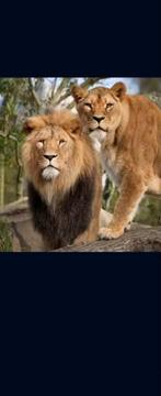 2x e-kaarten Artis t/m 31 Oktober, Twee personen, Ticket of Toegangskaart