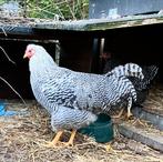 Fijn haantje, 5 mnd, grote Amrock x kriel Wyandotte, Dieren en Toebehoren, Pluimvee, Mannelijk, Kip