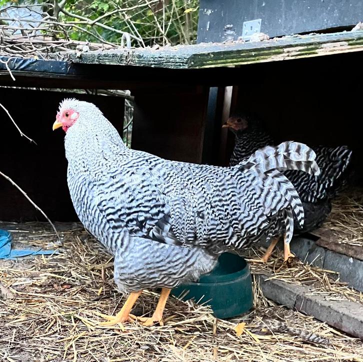 Fijn haantje, 5 mnd, grote Amrock x kriel Wyandotte, Dieren en Toebehoren, Pluimvee, Kip, Mannelijk