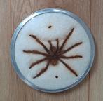 Geprepareerde vogelspin, Ophalen of Verzenden