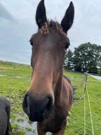 Kwpn / tuigpaard, Dieren en Toebehoren, Paarden, Merrie, Minder dan 160 cm, Gechipt, 0 tot 2 jaar