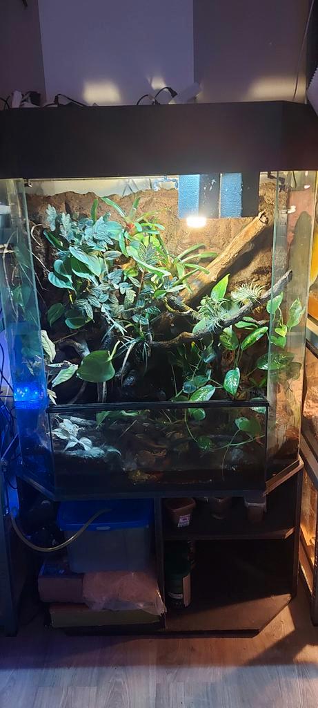 Kompleet palludarium met gifkikkers., Dieren en Toebehoren, Reptielen en Amfibieën | Toebehoren, Gebruikt, Terrarium of Paludarium