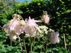 Vaste planten in de tinten rood en roze, Ophalen of Verzenden, Vaste plant, Overige soorten, Halfschaduw