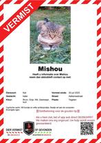 ‼️Geldbeloning voor gouden tip!‼️ vermiste kat Tegelen, Dieren en Toebehoren, Vermiste en Gevonden Dieren