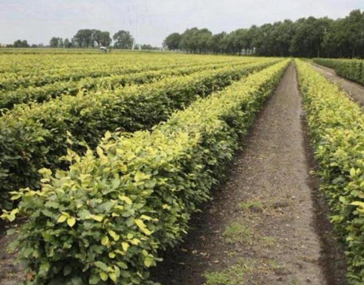 AKTIE Haagbeuk & groene beukenhaag, Dieren en Toebehoren, Stalling en Weidegang