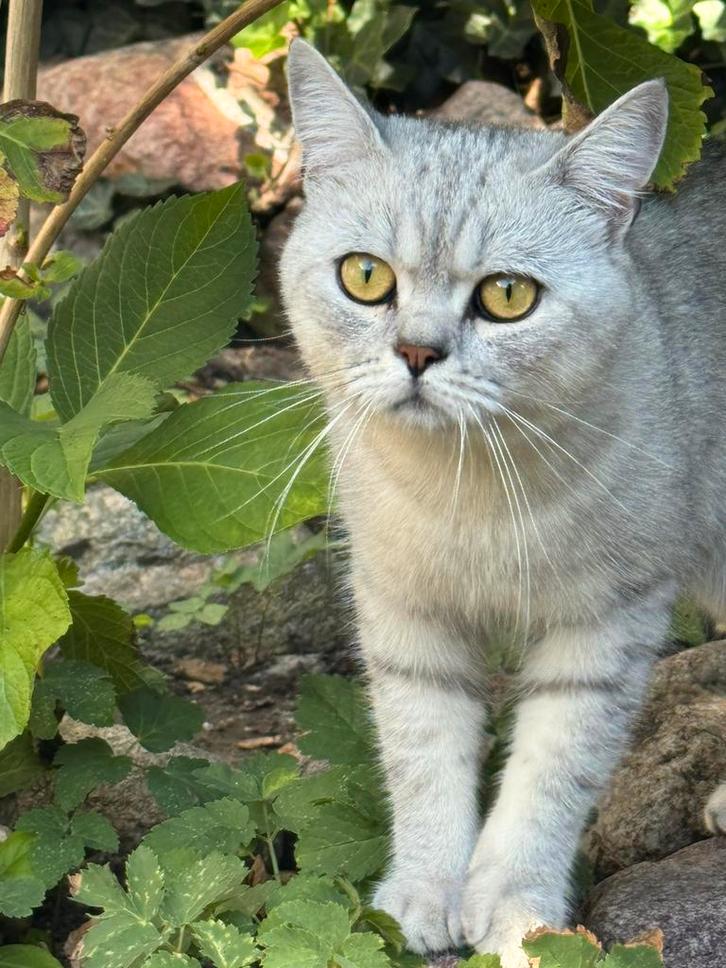 Britse Koorthaar Dekkater, Dieren en Toebehoren, Katten en Kittens | Dekkaters