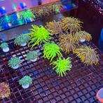 Euphyllia Torch Koralen | Zeeaquarium Koraal, Overige typen, Zoutwatervis