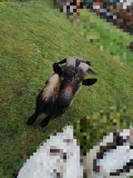 Dek bok, Dieren en Toebehoren, Schapen, Geiten en Varkens, Mannelijk, Geit