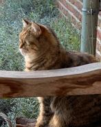 Goed tehuis gezocht, Dieren en Toebehoren, Katten en Kittens | Overige Katten, Poes