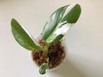 Stekjes Philodendron white princess, Ophalen of Verzenden, Overige soorten, Minder dan 100 cm