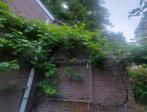 witte druif, Ophalen, 250 tot 400 cm, Overige soorten, Zomer