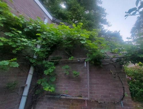 witte druif, Tuin en Terras, Planten | Fruitbomen, Overige soorten, 250 tot 400 cm, Zomer, Ophalen