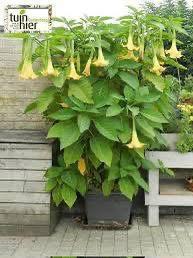 Te koop Brugmansia voor 10,- op (slechts) 2 en 3 mei, Tuin en Terras, Planten | Tuinplanten, Overige soorten, Volle zon, Zomer