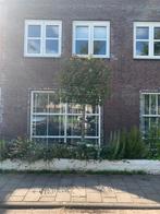 Glansmispel leiboom ca. 2-2,5 mtr, Ophalen