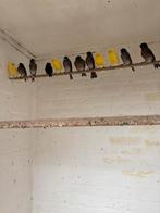 Kanaries in div kleuren zie foto’s, Meerdere dieren, Kleurkanarie