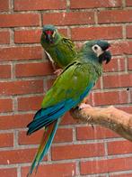 Ara maracana’s, Dieren en Toebehoren, Vogels | Parkieten en Papegaaien, Meerdere dieren, Papegaai, Geringd