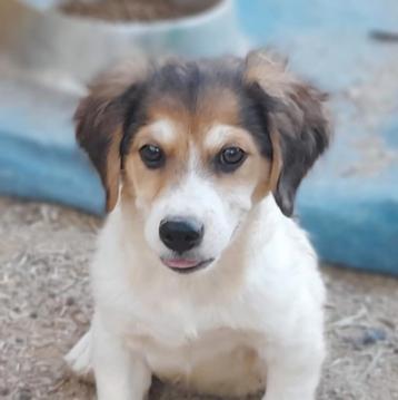GaGa Animal Care - KRYPTO kan eind augustus naar NL komen  beschikbaar voor biedingen