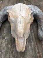 Ram schedel - Decoratief object, Ophalen, Zo goed als nieuw