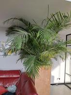 Grote Areca Palm - Prachtige kamerplant, Ophalen