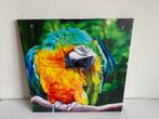 Magneetbord papagaai 40 x 40 cm, Ophalen of Verzenden, Zo goed als nieuw